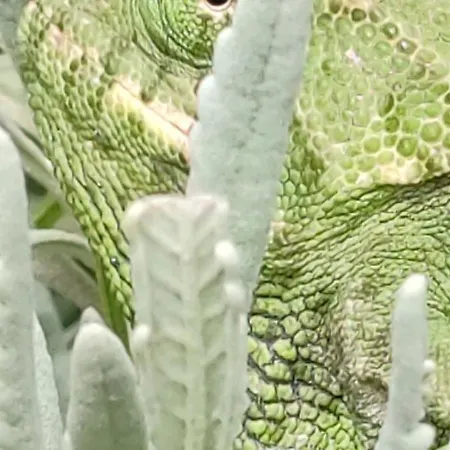 El Abejaruco