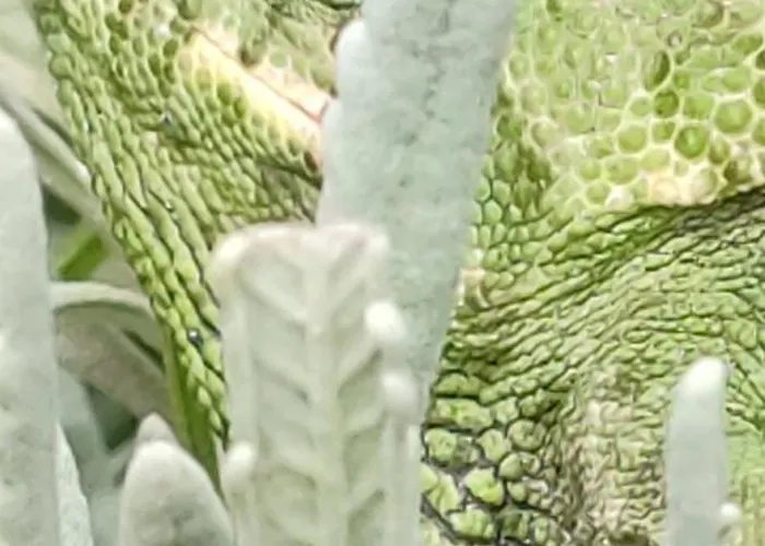 El Abejaruco